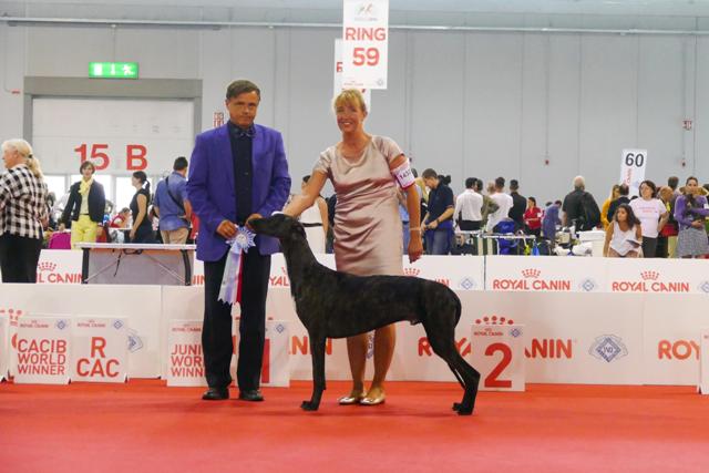 Have en picnic plantageejer Forklaring World Dog Show 2015 – Milano – Ina's Fashion Greyhounds