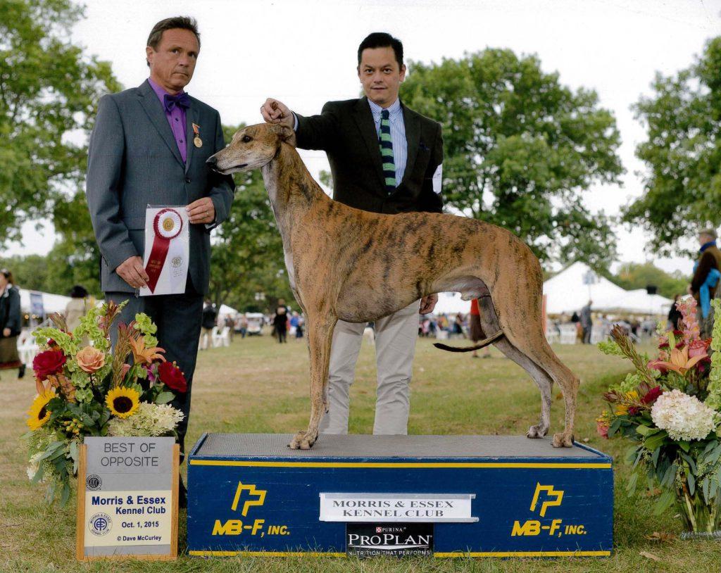 Morris and Essex Kennel Club USA 01.10.2015 Ina's Fashion Greyhounds