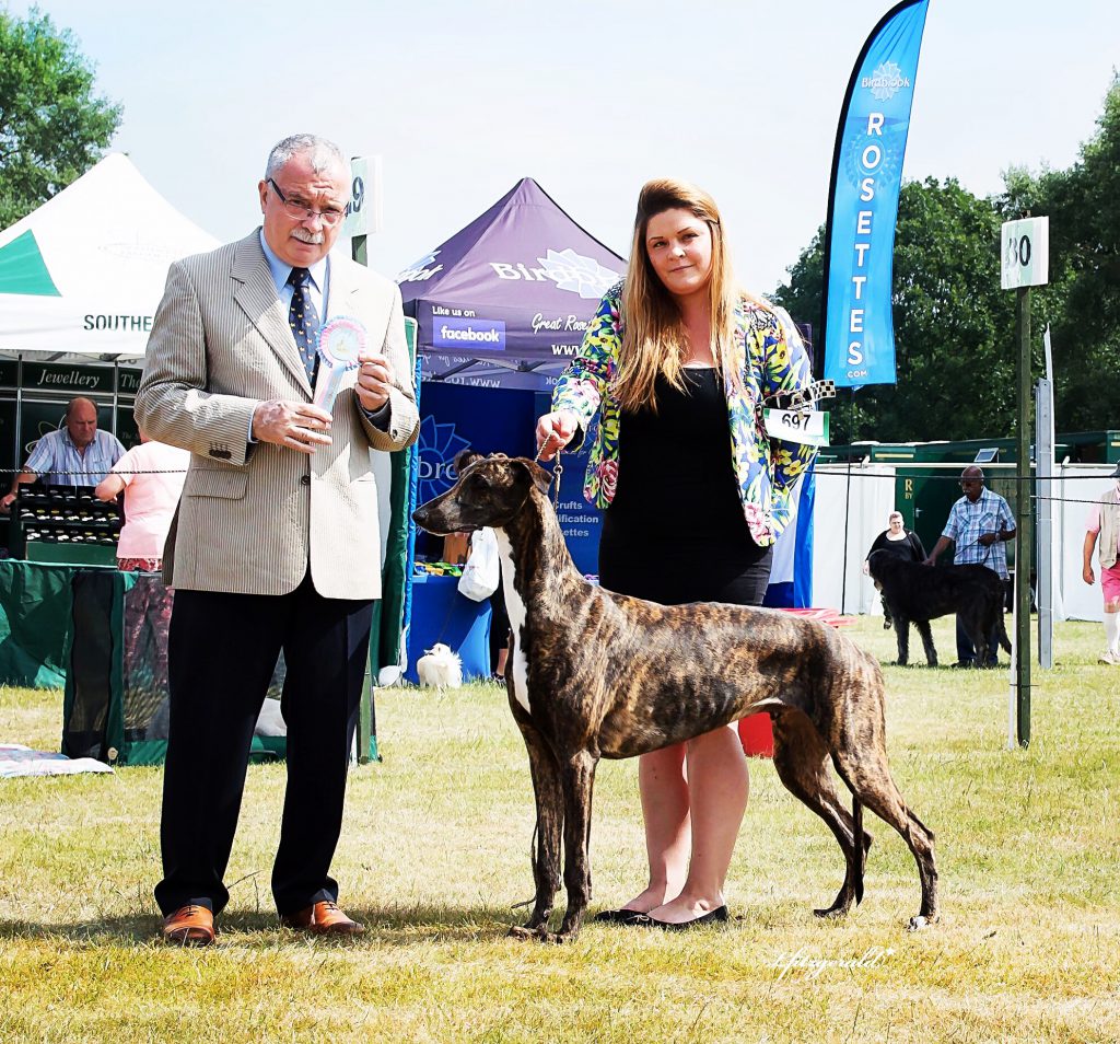 Windsor championship dog sales show