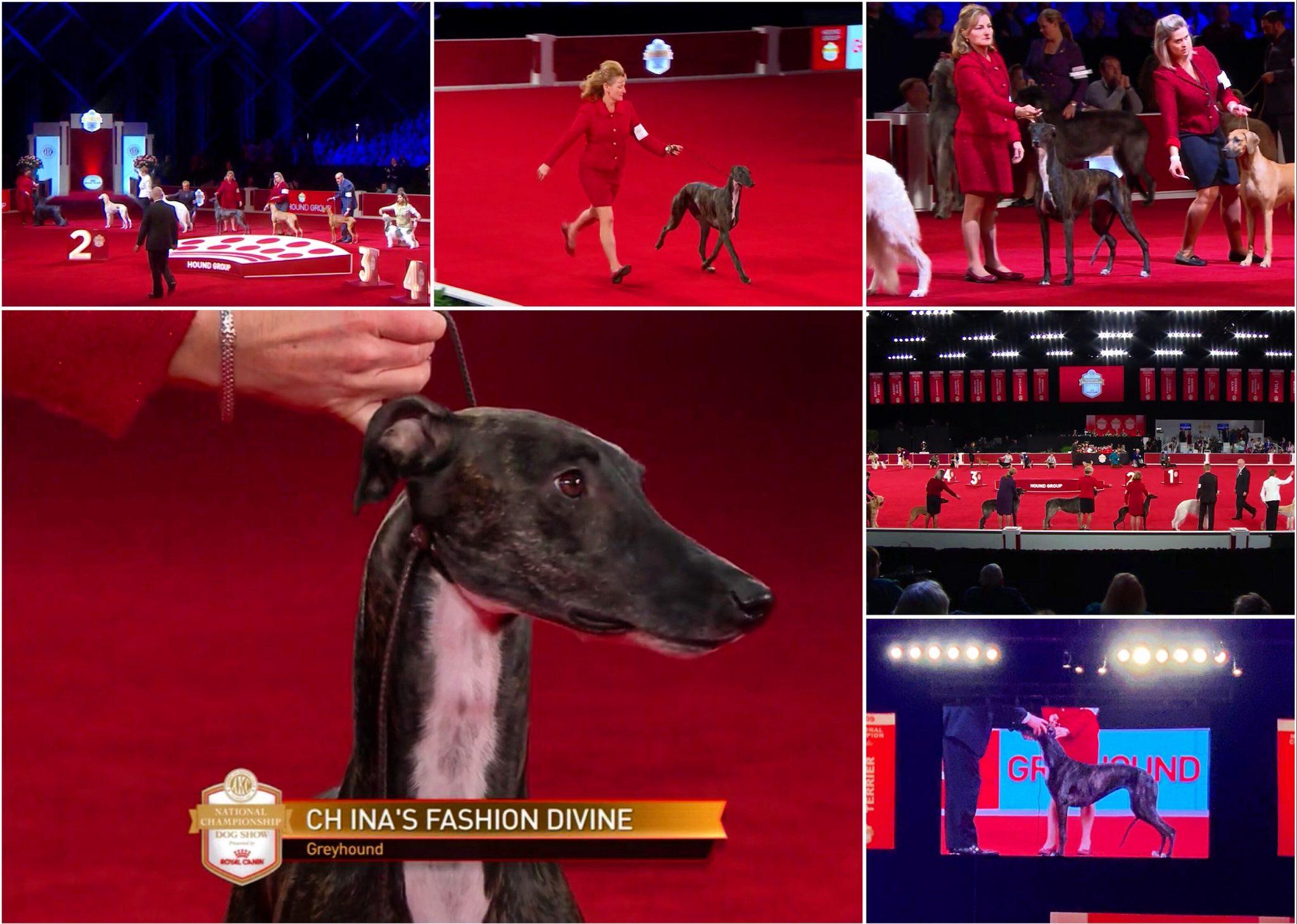 American Kennel club National Championship Shows Orlando, Florida 🇺🇸